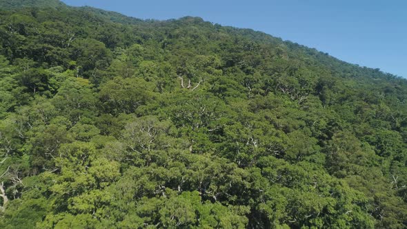 View of Mountain Landscape with Rainforest alt