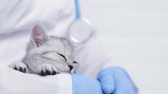 Veterinarian Doctor with Small Sleeping Gray Scottish Kitten in His Arms in Medical Animal Clinic alt