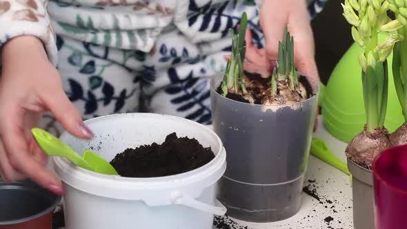 The Woman Transplants The Primroses Into A New Pot. Adds Soil To Daffodil And Hyacinth Bulbs alt