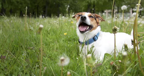 Small Dog of the Jack Russell Terrier Breed Is Lying on a Green Meadow with Its Tongue Hanging Out.