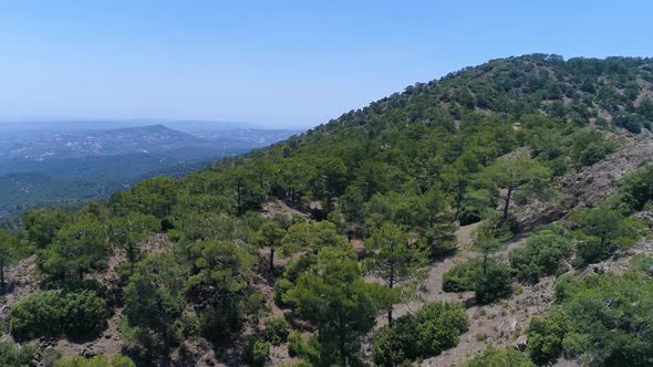 Moving Forward to Green Olive Trees and Mountain Valley in Summer Day