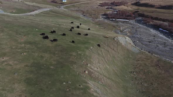 Approach to a Flock of Cows Grazing on Top of a Green Hill Next to a River Against the Background