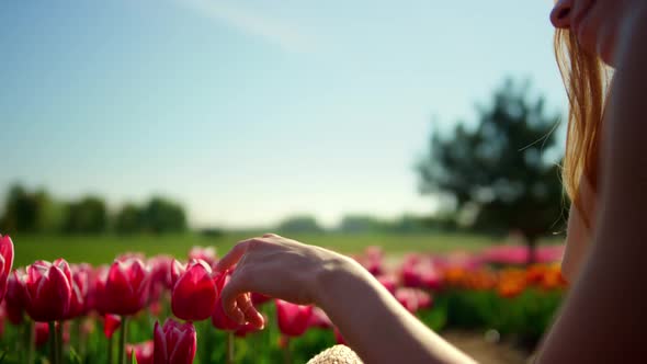 Closeup Woman Hands Touching Flower in Blooming Tulip Field in Sun Reflection alt