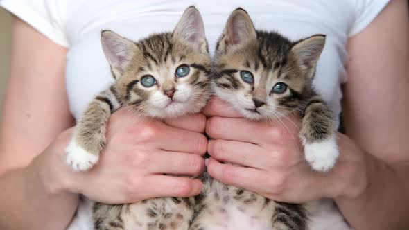 Girl Holds Kittens alt