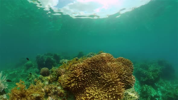 Coral Reef and Tropical Fish Underwater alt