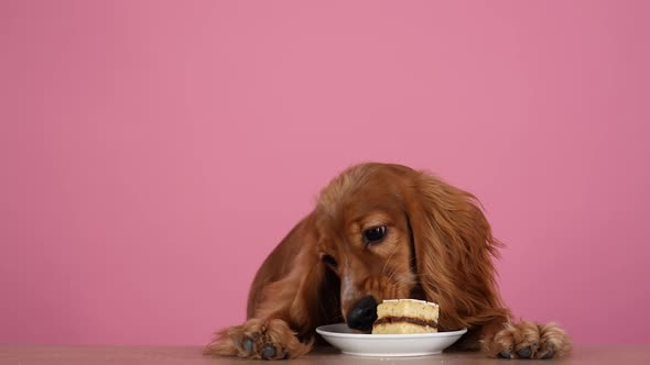 The English Cocker Spaniel Sits with Its Forepaws on the Table and Eats a Piece of Cake on a Saucer alt