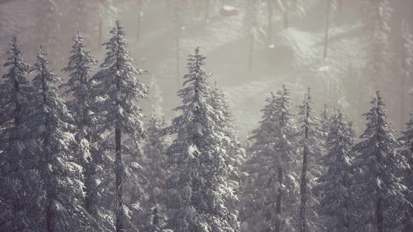 Winter Snow Covered Cone Trees on Mountainside alt