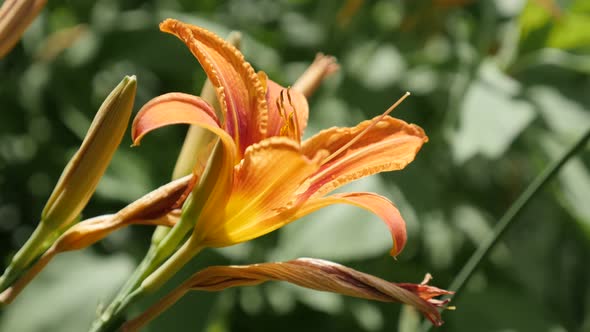 Close-up of Hemerocallis fulva orange plant in the garden 4K 2160p 30fps UltraHD footage - Day-lily  alt