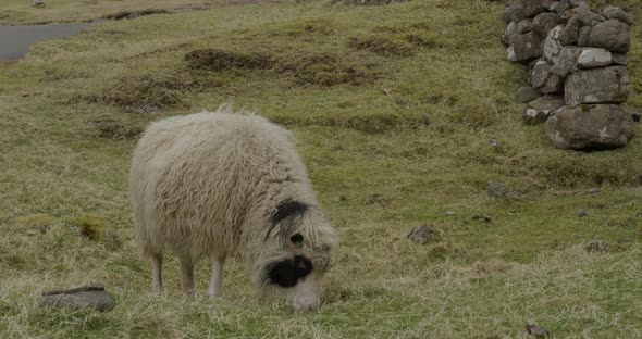 Medium Slow Motion of a Faroese Sheep Grazing in the Countryside alt