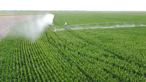 Watering Corn in the Field alt