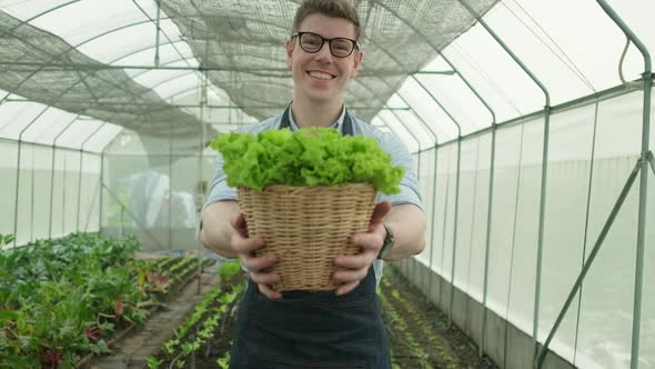 Male farmer gives fresh vegetables with a happy smile in plantation greenhouse. 