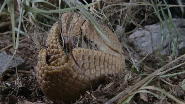 Armadillo rolled up in a ball - defensive mechanism of prey animals alt