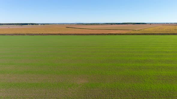 4K, UHD aerial clip of a crops field in rural area, agricultural concept. Corn field inspection.