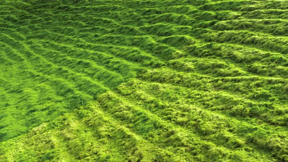Green Vegetation Covered Mountains of Portugal at Sunny Day alt