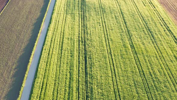 Aerial Shot of Young Cereal Field at Spring Season
