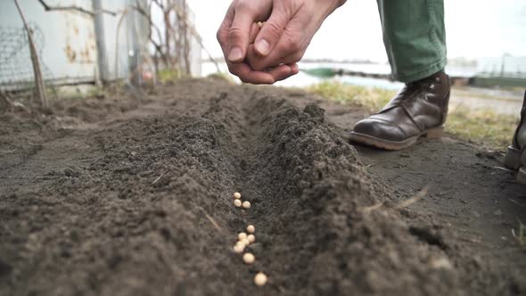 Close-up Of a Farmer Sowing Seeds