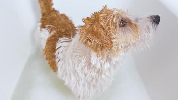 A Jack Russell Terrier dog is standing in a bath of water and soapy suds. Grooming procedure alt