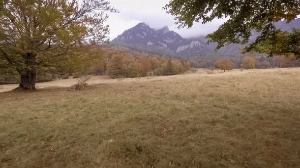 Walk Through The Autumn Forest alt