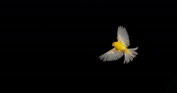 Yellow Canary, serinus canaria, Adult in flight against Black Background, Slow Motion 4K alt
