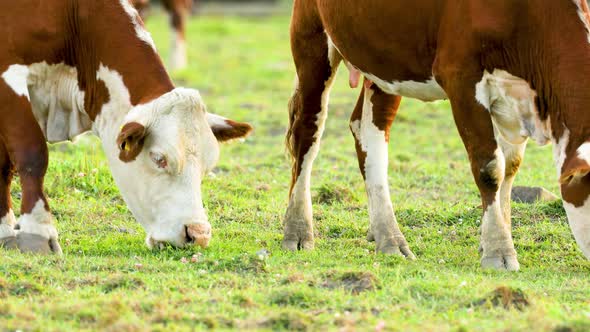 Cows graze in the meadow and eat grass.