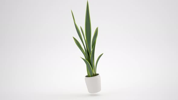 An isolated snake plant in a white pot with a white background