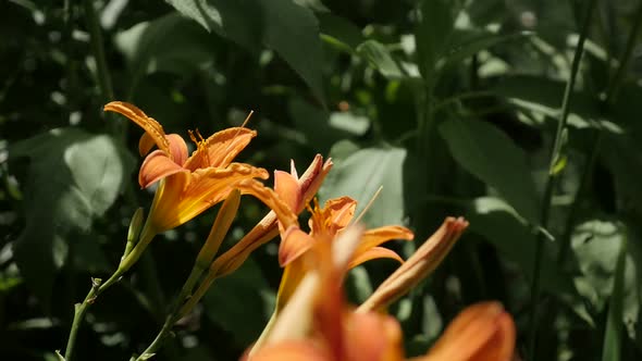 Shallow DOF  orange day-lily plant slow-mo  1920X1080 HD footage -  Details of  Hemerocallis fulva f alt