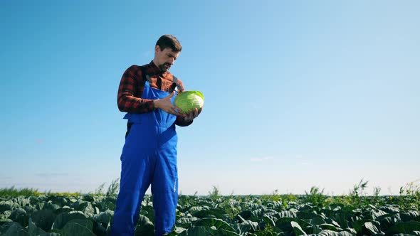 Agronomist Is Inspecting Mellow Cabbage alt