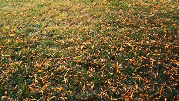 Green Lawn on Which Lie Yellow Red and Dry Leaves
