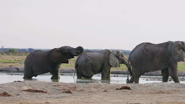 Three African Elephants Drinking On The Waterhole In Makgadigadi Pans National Park In Botswana. - w alt