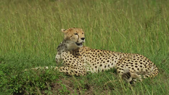 Curious cheetah lying down alt