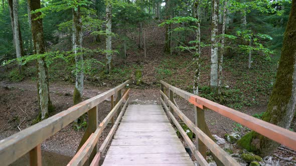 View of a Personal Perspective Passage Through a Wooden Bridge in the Forest