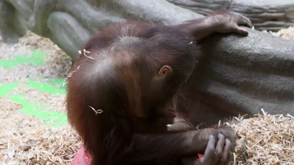 the Baby Orangutan Looks Thoughtfully