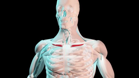 Subclavius Muscles Anatomical Position On Human Body alt