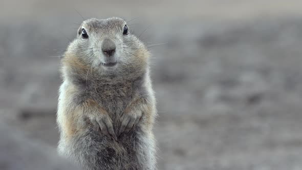 Portrait of Arctic Ground Squirrel. Wild Animal Genus of Medium Sized Rodents of Squirrel Family