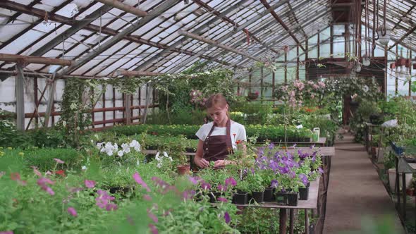 Girl in an Apron at Work in a Greenhouse Transplants Flowers Slowmotion Video