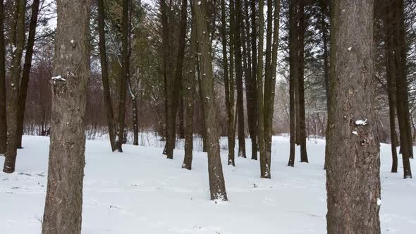 Evergreen pine tree forest, white winter view