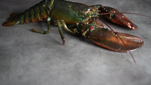 Lobster 43 alt