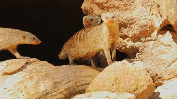 Mongoose leaving dark cave to start the day under sunlight alt