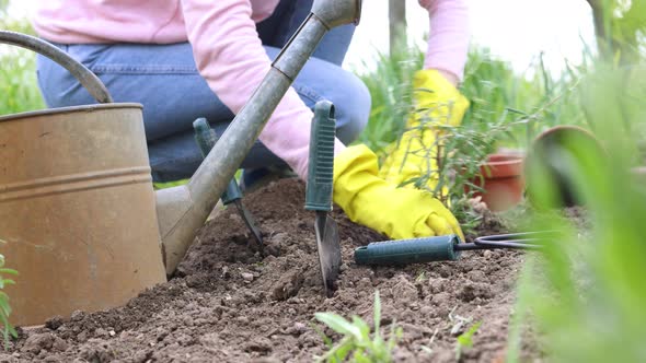 Planting Vegetable Seedlings In The Garden 10 alt