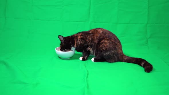 Cute young cat enjoying a fresh meal from white bowl - brown black and white domestic housecat with alt