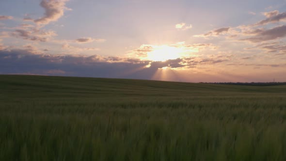 Sunrise Over a Field of Barley and Wheat