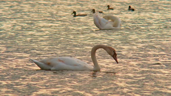 Two Big Swans Feeding on a Lake