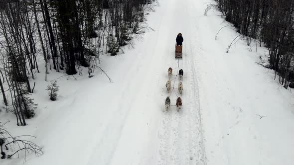 Drone Aerial View of Dogsledding Handler with Team of Trained Husky Dogs Mountain Pass Husky Dog alt