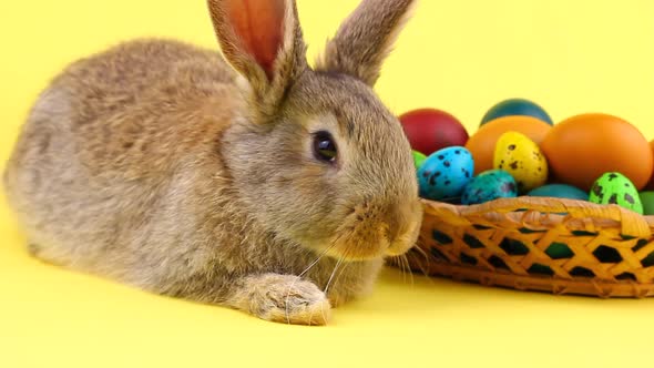 Little Fluffy Brown Affectionate Domestic Rabbit Sitting on a Pastel Yellow Background with a Wicker alt