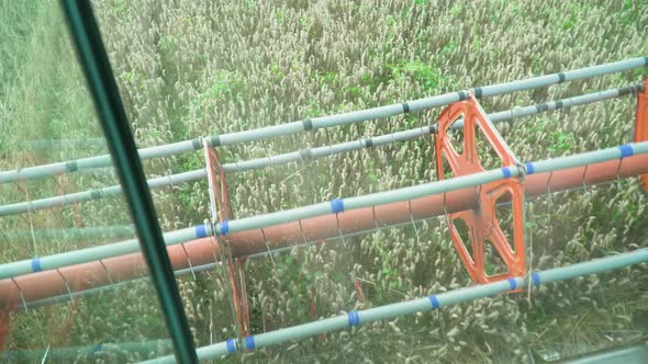 Harvesting Mowing Ripe Wheat in Sunny Summer Weather alt