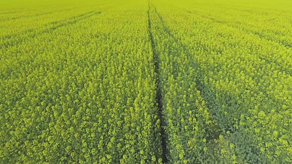 Canola Rapeseed Field. Aerial Drone Shot. alt
