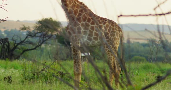 Panning Up Shot of Giraffe Standing and Looking at Camera in African Grasslands alt