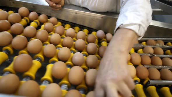 Egg production line quality control process