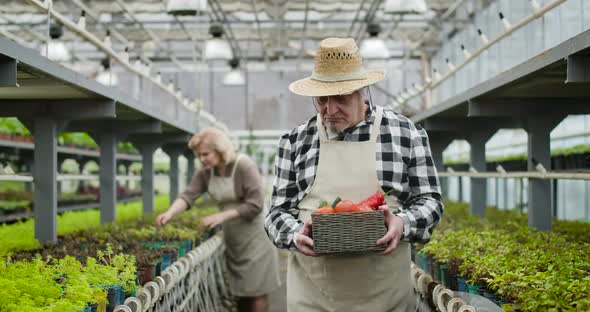 Senior Caucasian Man in Apron and Straw Hat Walking To Camera Holding Basket with Fresh Vegetables alt