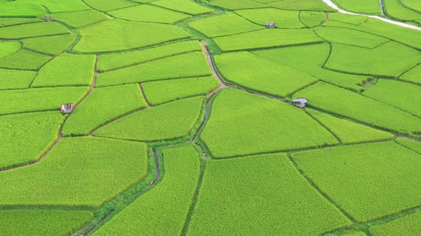 Aerial view drone flying over of agriculture in paddy rice fields for cultivation.